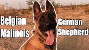 In this post, we will discuss some important differences between the two breeds but first, let us familiarize with each. Belgian Malinois German Shepherd Mixed Xe The Pup Youtube