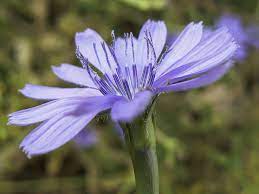 Pin On Daisy Family Asteraceae