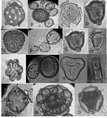 Image result for Combretum sp. A
