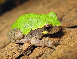 Image result for northern grey tree frog