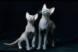 Where to find oriental shorthair cats for sale? Oriental Shorthair Price Range Oriental Shorthair Kittens For Sale Cost