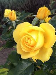 I M Beautiful In Yellow Beautiful Rose Flowers Yellow Rose Flower Beautiful Flowers