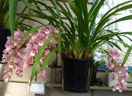 Cymbidium Orchids Prolific Bloomers Cymbidium Orchids Orchids Orchid Plants