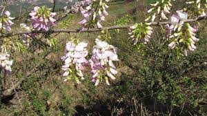 Image result for Indigofera circinella