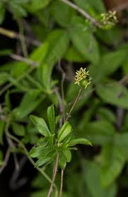 Image result for Pavetta lasiopeplus