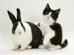 Lucky cat's channel invite to care for street cats, stray cats, kittens and abandoned cats. Black Dutch Rabbit With Black And White Kitten Photographic Print Jane Burton Allposters Com