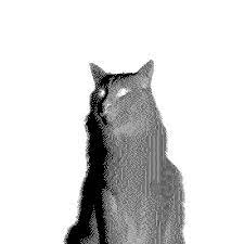 Giiiiiiiiiiiiiifs Whenthennow Beautiful Digital Kitty Beautiful Kitty Cat Gif