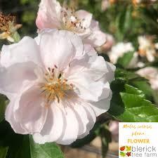 Klehm's improved bechtel crabapple malus 'klehm's' double. Malus Ioensis Plena Flowering Crab Apple Blerick Tree Farm