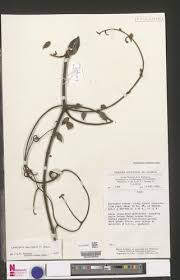 Image result for Landolphia owariensis