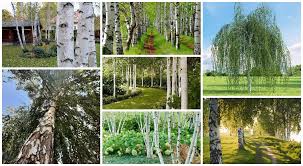Cicha, spokojna z założenia, naturalny plein air z brzo_zowym laskiem, za_przejazdem :) nie brakuje jednak bajkowego klimatu,. Brzoza Betula L Skarbnica Zdrowia Pochodzaca Prosto Z Lasu