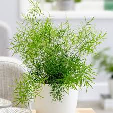 Image result for A. densiflorus Sprengeri