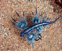 Tumblr L2rylj8qgy1qzs4d0o1 500 Jpg Jpeg Image 500x415 Pixels Glaucus Atlanticus Blue Dragon Blue Sea Slug