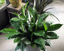 Image result for Spathiphyllum