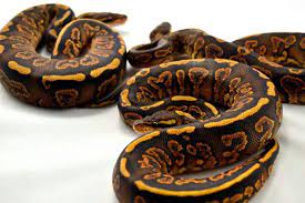 Black Pastel Yellowbelly Nova Wtf Morph Ball Python Morphs Ball Python Snake