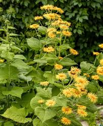 Image result for Inula