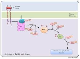 Activation Of Erk Map Kinase Pathway