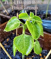 Tips ubat batuk semulajadi untuk ibu mengandung: Pokok Lemuju Bangun Bangun Bagus Khasiat Ganti Ubat Batuk Herba Semulajadi Nina Mirza