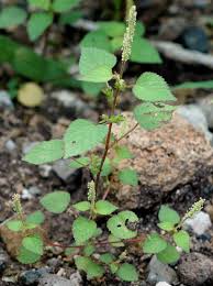 Image result for Acalypha welwitschiana
