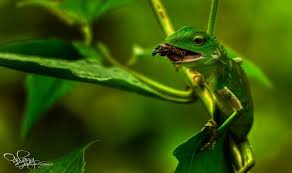 Image result for Urochloa jubata