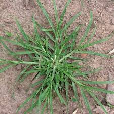 Sesuai namanya, sebuah cerpen haruslah pendek dan singkat dan dapat dibaca dengan cepat. X El Dee V Twitter Rumput Belulang Tanaman Dgn Nama Latin Eleusine Indica Tanaman Yg Masuk Dalam Famili Poaceae Tanaman Dgn Sebutan Rumput Carulang Rumput Jampang Sunda Rumput Jepang Banjar Suket Welulang Suket Lulangan