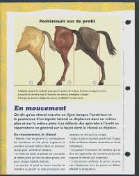 Le cheval a peur à cause d'un élément de son environnement (un bruit, un autre cheval). Hippologie Chevalmarocain Galop 7 Galop 3 Cheval Galop