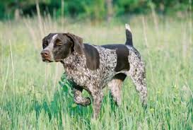 This litter is out of two amazing stylish south texas quail and dove dogs. Find A Gsp North Florida German Shorthaired Pointer Club