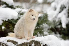 Baby Arctic Fox Baby Arctic Fox Cute Baby Animals Animals