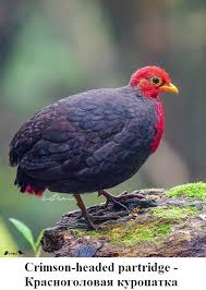 Krasnogolovaya Kuropatka Lat Haematortyx Sanguiniceps Ptica Semejstva Fazanovye Ona Yavlyaetsya Endemikom Ostrova Borneo Eyo Estestvennym In 2020 Bird Birds Game Birds