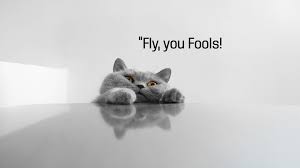 These funny backgrounds includes cats, dogs, people, girls and so much more. Funny Computer Backgrounds With Quotes Quotesgram