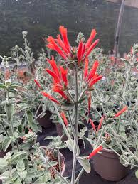 Image result for Dicliptera sericea