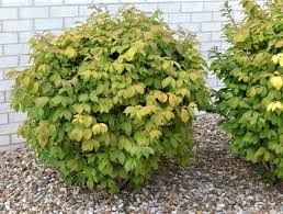 The dwarf firebush stays smaller than the regular variety, with hundreds of yellow and orange flowers. Dwarf Burning Bush Next Generation Landscape Nursery