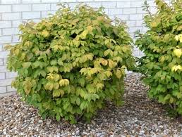 While it is a popular shrub, burning bush is also a shrub that is prone to a??overgrowinga?? Dwarf Burning Bush Next Generation Landscape Nursery