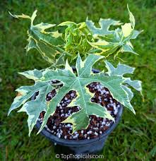 Image result for Jatropha campestris