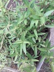 Highest quality seeds by mountain valley seed company. Stri Research Portal Justicia Pectoralis