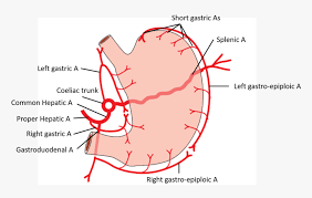 From wikimedia commons, the free media repository. Arterial Supply Of Stomach Png Download Arterial Blood Supply Of Stomach Transparent Png Kindpng