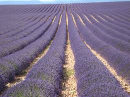In offerta su amazon a: Lavanda In Provenza E Le Mie Ricette Natura In Mente Calliopea
