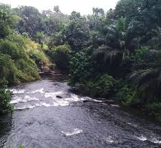 Image result for Leptonychia tokana