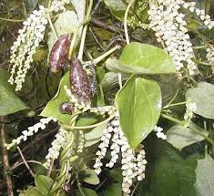 Image result for Dioscorea quartiniana