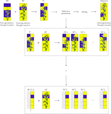 The section 8 housing program helps nee. A Look Ahead Monte Carlo Simulation Method For Improving Parental Selection In Trait Introgression Scientific Reports