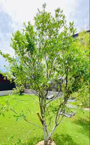 カラタネオガタマ 庭 木 造園 シンボルツリー