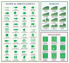 Leaf Morphology Chart Large Radical Botany