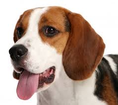 Check spelling or type a new query. Border Collie Labrador Mix Labrador Lucky