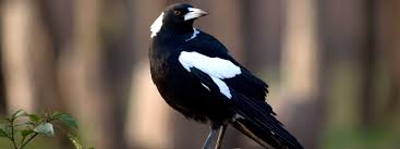Often seen feeding on lawns or near water. Black White Birds