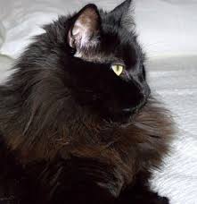 Chantilly Or Tiffany Chantilly Cat Cat Care Cat Breeds