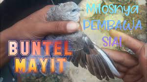 Ciri ciri buntel mayit pada sayap burung perkutut memiliki ules warna putih bisa satu helai dan lebih. Katuranggan Buntel Mayit Perkutut Unik Yg Penuh Dengan Mitos Mengerikan Youtube