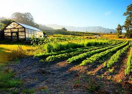 Green Oaks Creek Farm On Instagram Thursday Kicks Off Our Three Weekly Farmers Markets Where You Have The Unique Opportun Green Oaks Organic Produce Farmer