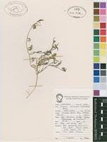 Image result for Limeum sulcatum