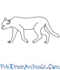 Birds hand drawn illuatrations in vintage style with spring blossom flowers. How To Draw An African Wildcat