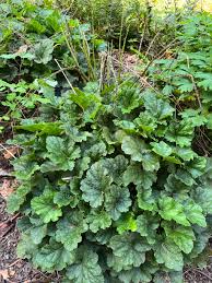 Image result for heuchera americana