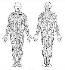 Almost every muscle constitutes one part of a pair of identical bilateral. Muscular System Front And Back Coloring Page Coloring Home